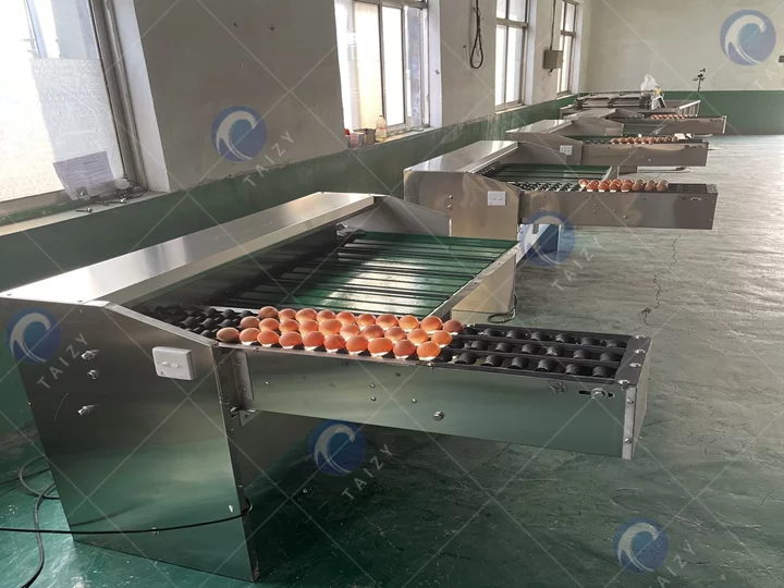 automatic egg grading machine