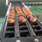 egg grading machine for sale