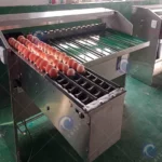 egg sorting machine