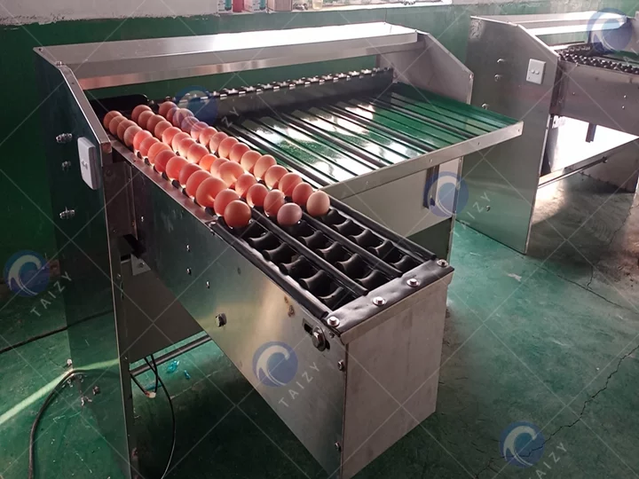 egg sorting machine