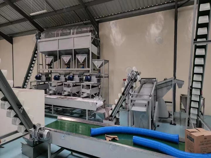 automatic macadamia nuts processing line