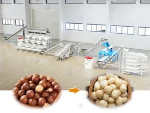 dây chuyền chế biến hạt macadamia