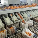 processus de travail de la machine de classement de fruits et légumes à tambour