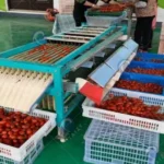 processus de travail de la machine de classement de fruits et légumes de type barre à rouleaux