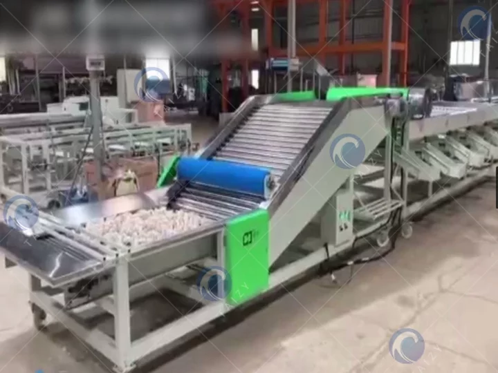 Garlic Grading Machine