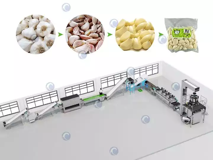 Garlic separating and peeling production line | Garlic processing line