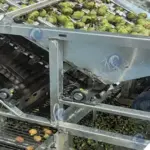 Green walnut shell peeling machine in work
