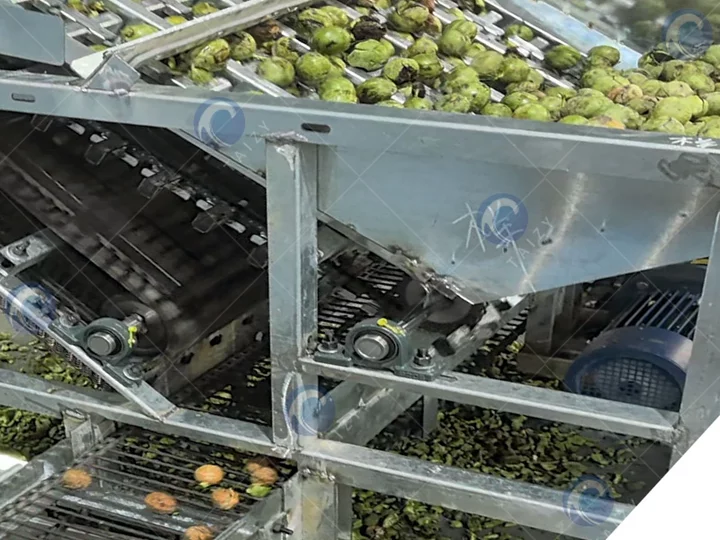 Green walnut shell peeling machine in work