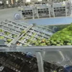 walnut processing machine