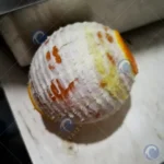 peeled orange