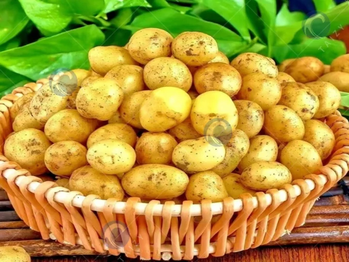 potato