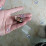 black garlic