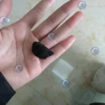 black garlic processing